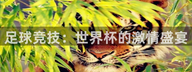 2026男足世界杯赛程：足球竞技：世界杯的激情盛宴