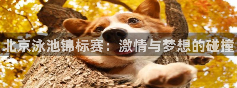 2026世界杯小组赛赛程时间表：北京泳池锦标赛：激情与梦想的碰撞